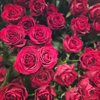 Jiří Hemerle (Florea.cz): proč nemám rád Valentýna a proč vám na něj nedoporučuji červené růže