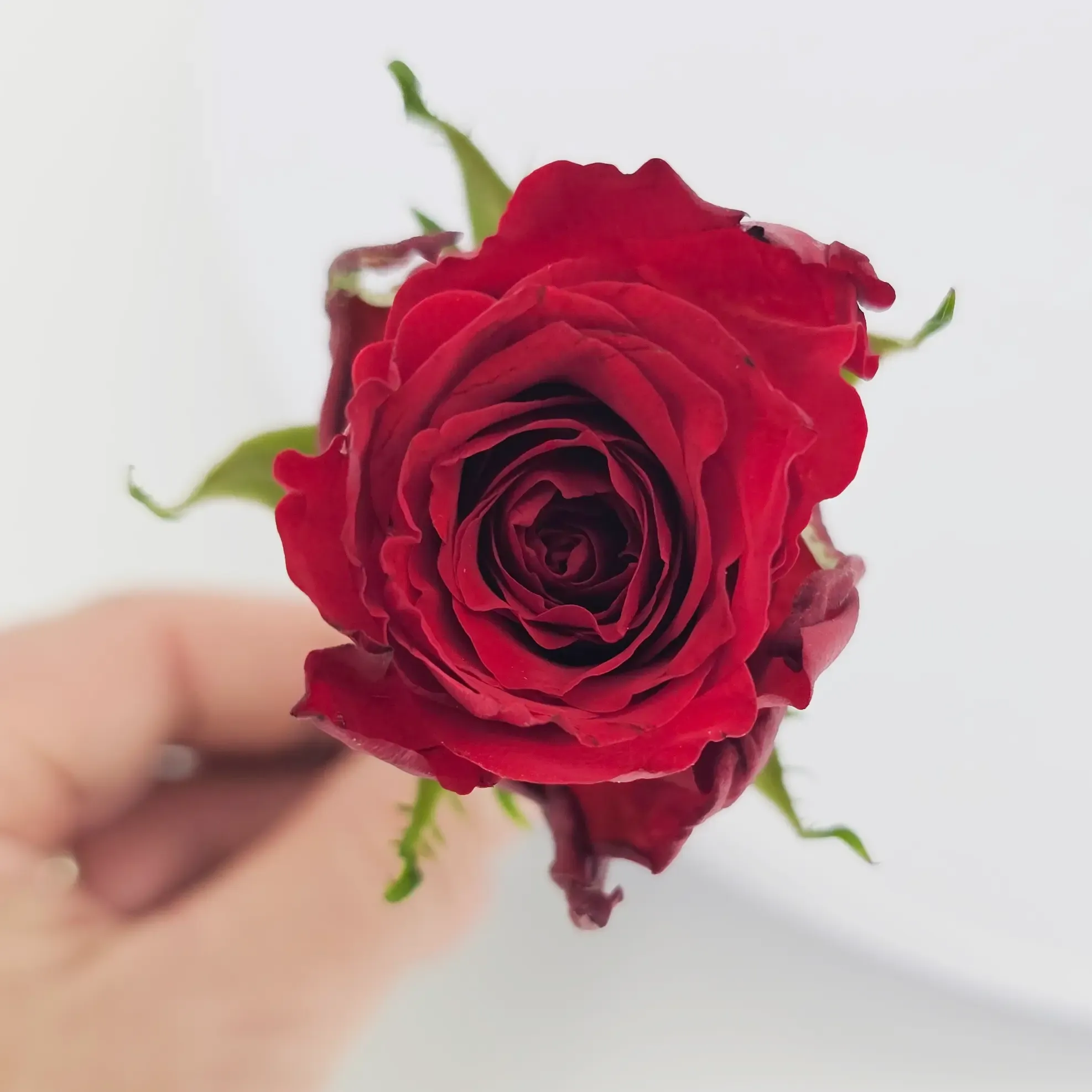 Stupeň zralosti květu - kupujte opravdu čerstvé květiny